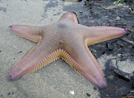 Astropecten irregularis