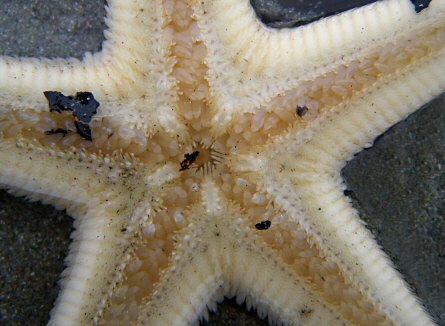 Astropecten irregularis