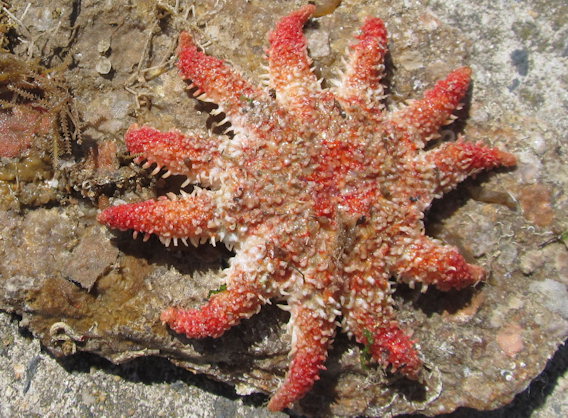 Crossaster papposus