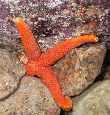 Echinaster sepositus