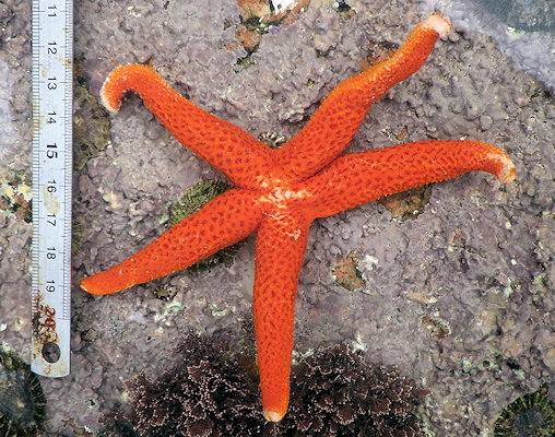 Echinaster sepositus