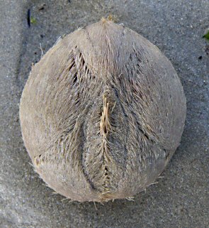 Echinocardium cordatum