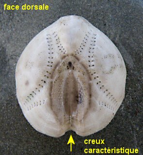 Echinocardium cordatum