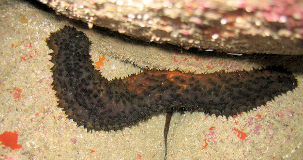 Holothuria forskali