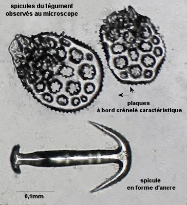 Leptosynapta galliennii