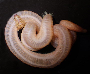 Leptosynapta inhaerens