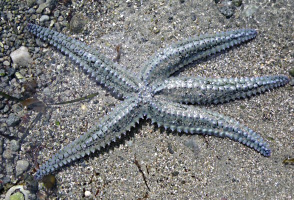 Marthasterias glacialis