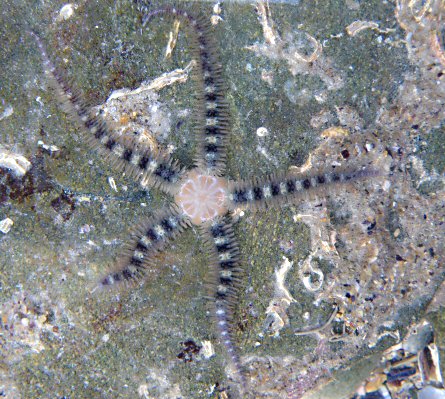 Ophiothrix fragilis