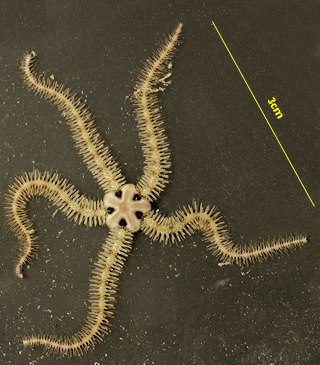 Ophiothrix fragilis