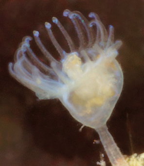 Pedicellina cernua