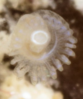 Pedicellina cernua