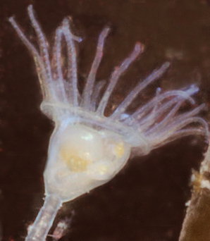 Pedicellina cernua