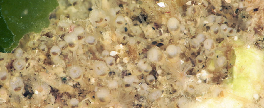 Pedicellina hispida