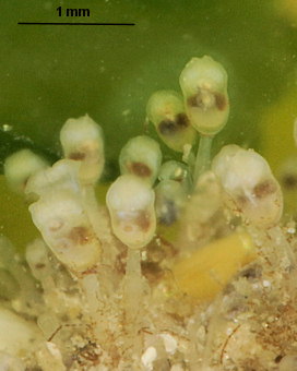 Pedicellina hispida