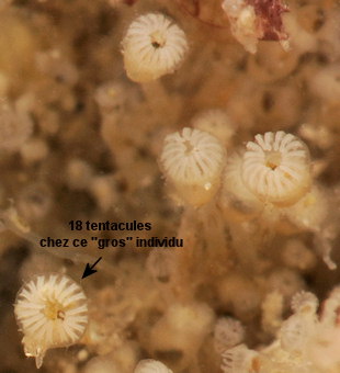 Pedicellina hispida