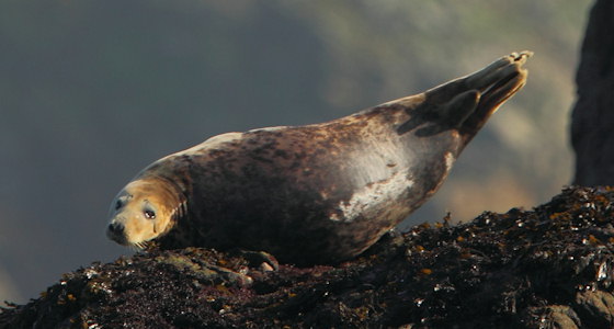 Halichoerus grypus