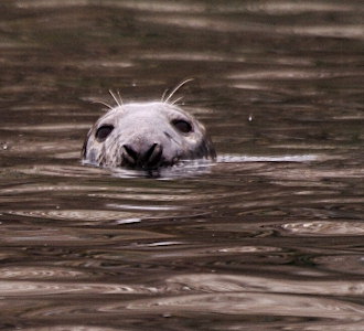 Halichoerus grypus