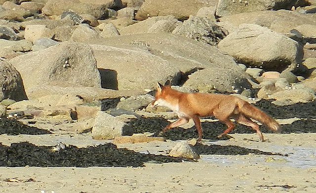 Vulpes vulpes (renard roux)