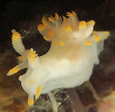 Ancula gibbosa