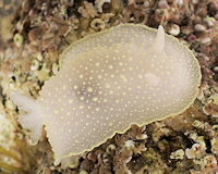 Cadlina laevis