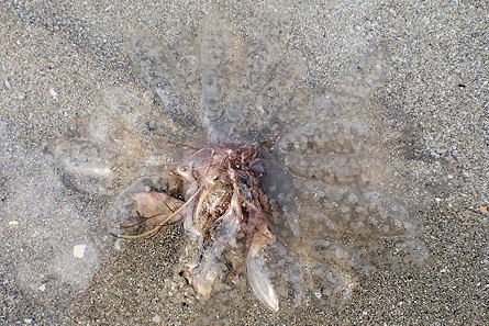 Alloteuthis (ponte  confirmer)