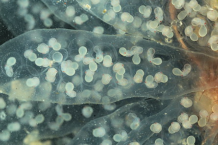 Alloteuthis (ponte  confirmer)