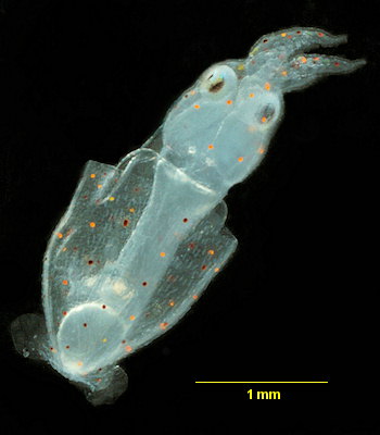Alloteuthis (juv. à confirmer)