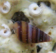 Cingula trifasciata