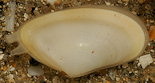 coquille aplatie : donace coquille aplatie : donace