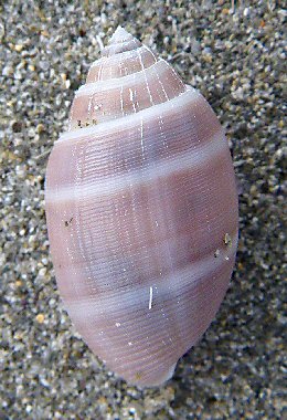 Acteon tornatilis