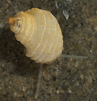 Alvania carinata