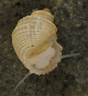 Alvania carinata