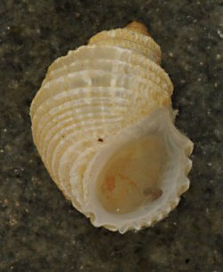 Alvania carinata