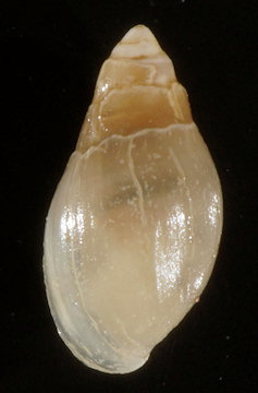 Leucophytia bidentata