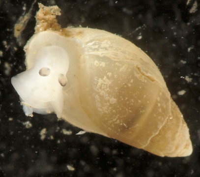 Leucophytia bidentata