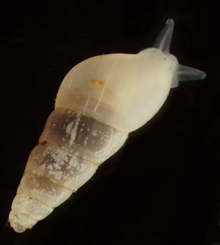 Brachystomia carrozzai