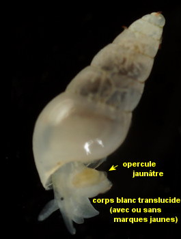 Brachystomia carrozzai