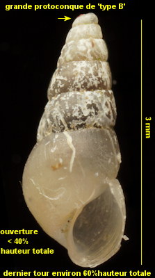 Brachystomia carrozzai