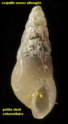 Brachystomia carrozzai