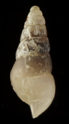 Brachystomia carrozzai