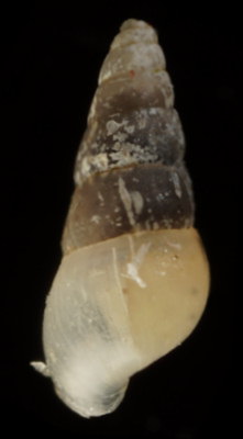 Brachystomia carrozzai