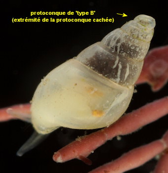 Brachystomia eulimoides