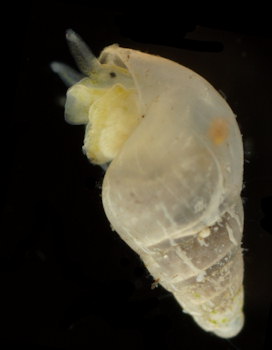 Brachystomia eulimoides