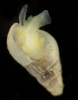 Brachystomia eulimoides