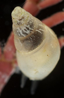 Brachystomia eulimoides