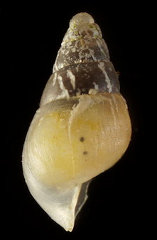 Brachystomia eulimoides