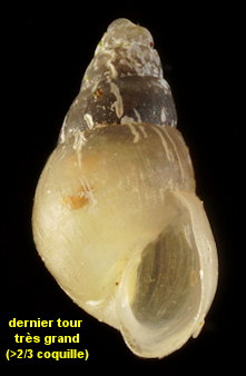 Brachystomia eulimoides