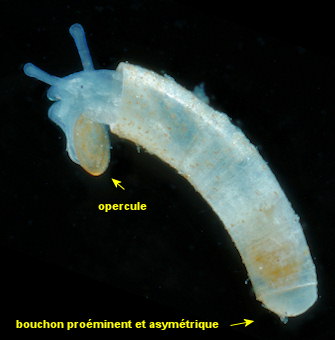 Caecum armoricum