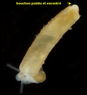 Caecum clarkii