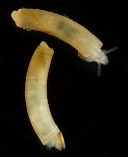 Caecum clarkii